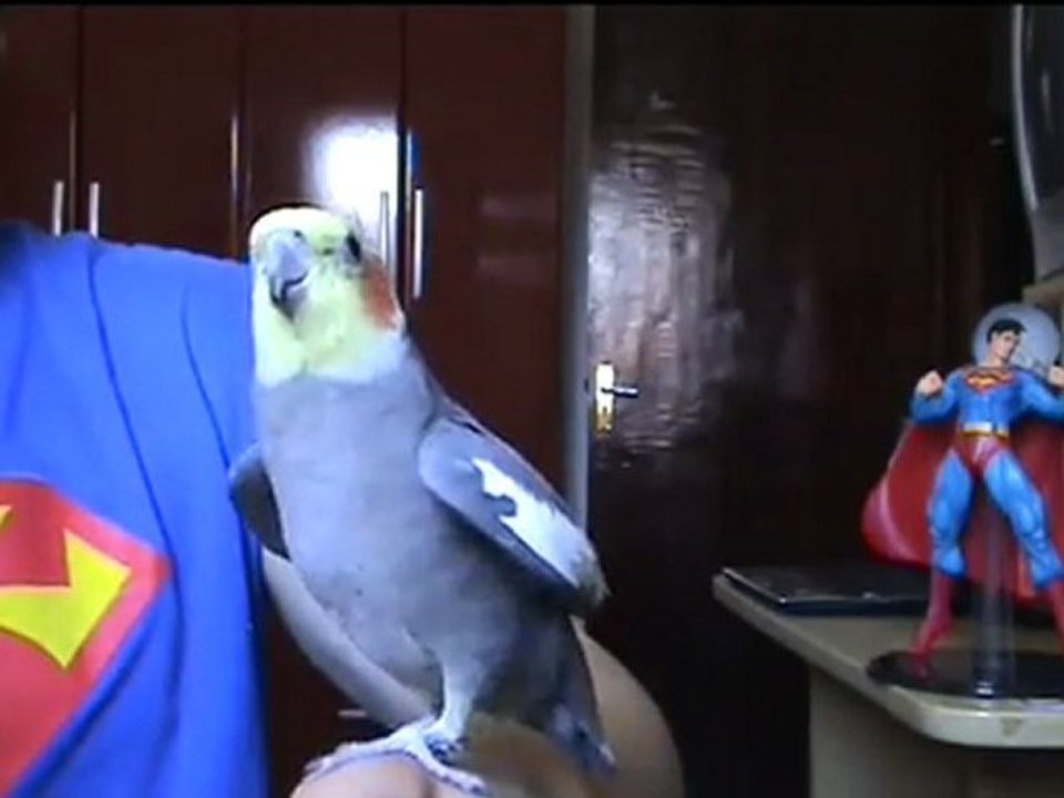 Une perruche qui chante Super Mario Bros