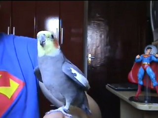 Une perruche qui chante Super Mario Bros