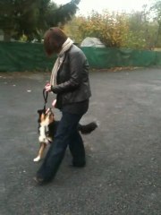 Fidgi qui apprend la marche au pied