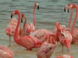 Розовые фламинго прилетели зимовать в Мексику