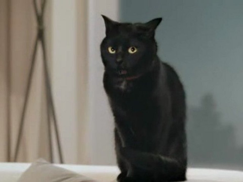 Internorm présente son chat (2) !