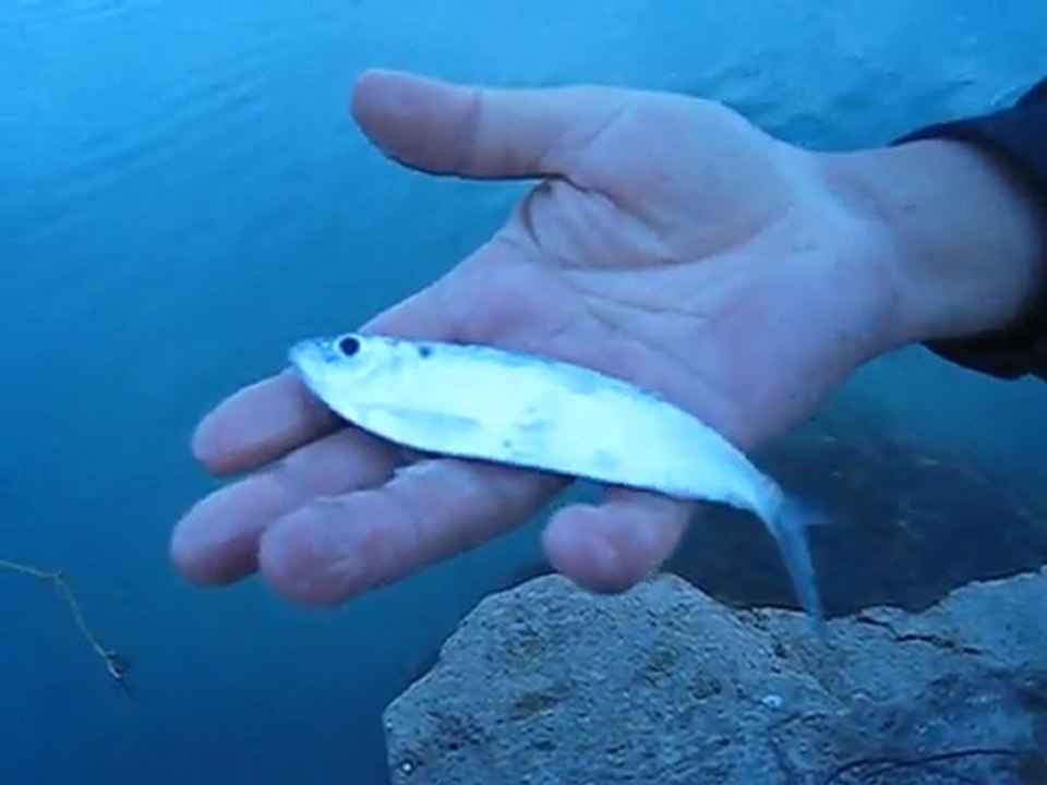 kefaleri geri suya iyade etim