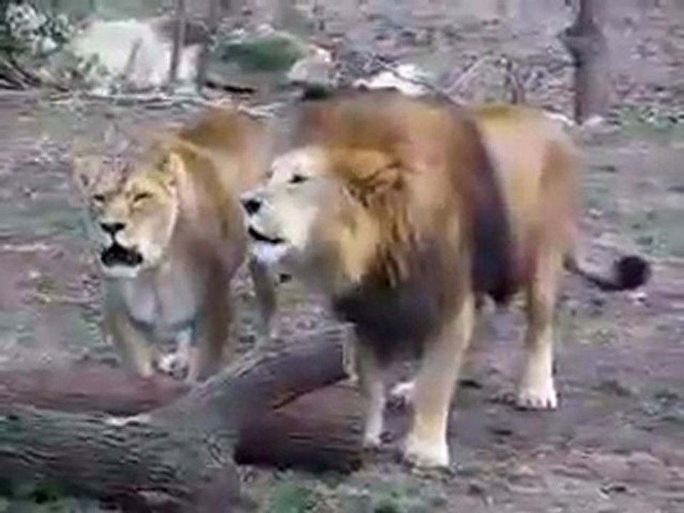 lion saying Allah