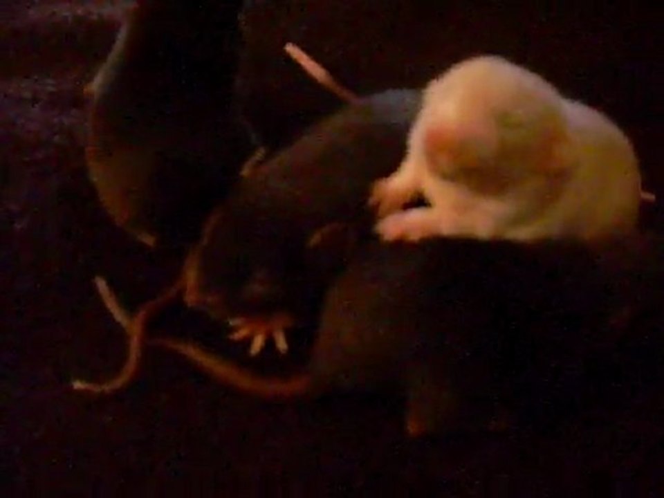 Bébés rats