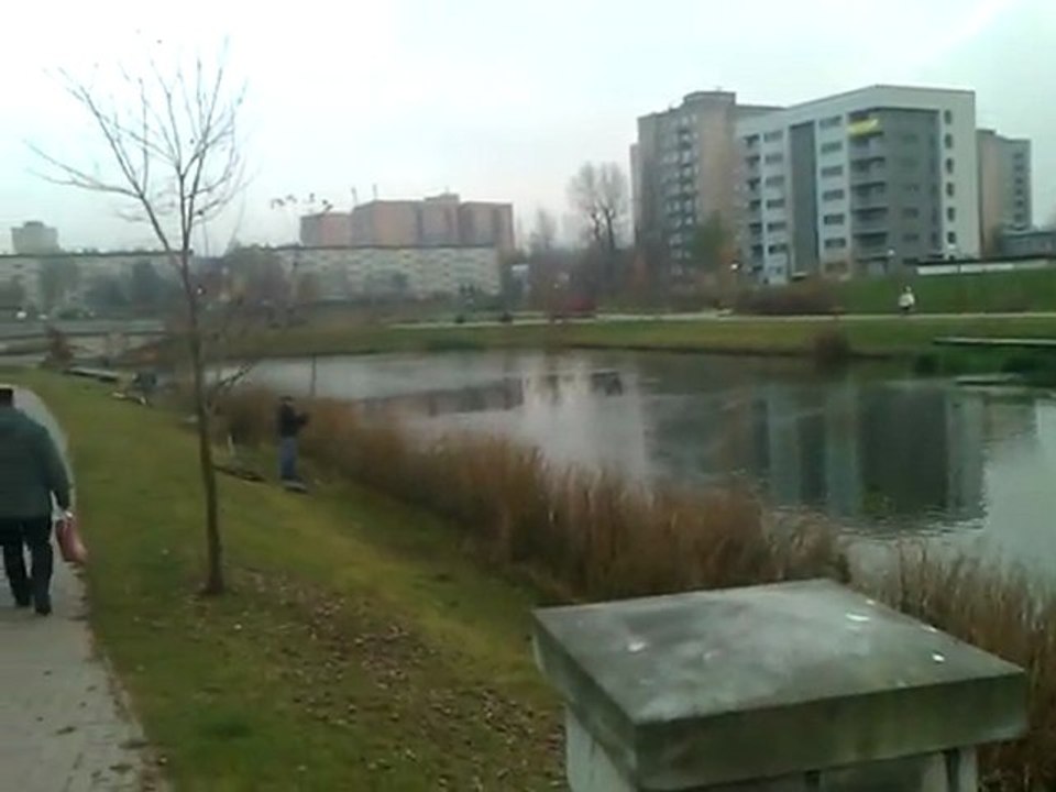 Staw Amelung