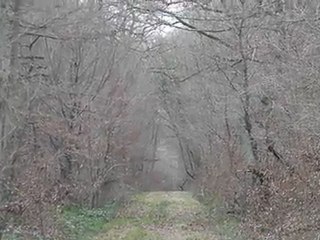 foret