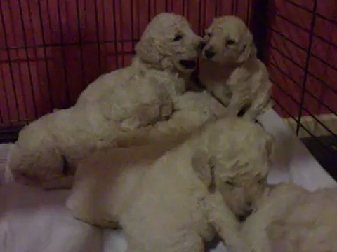 grands caniches 3 semaines