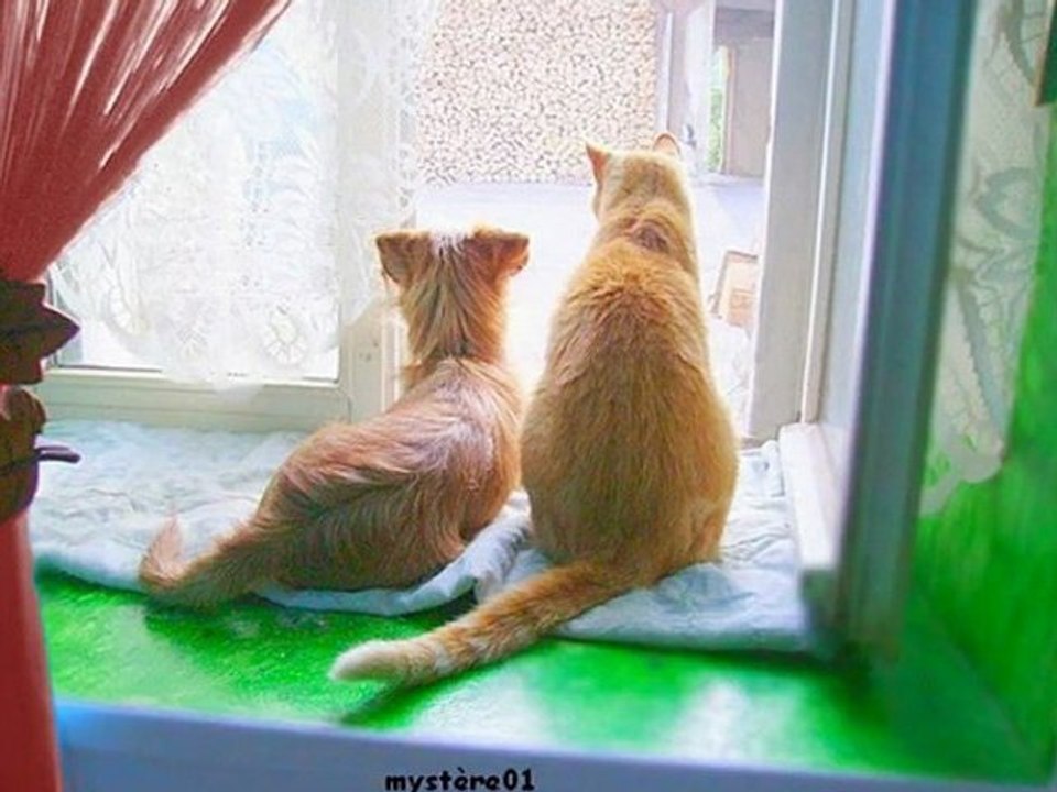 cheyenne et ses amis les chats