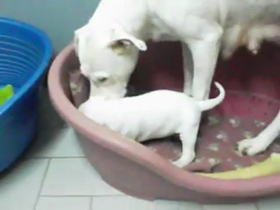 chiots de Marchello Iz lunnoy stai