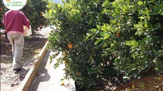 Naranjas online. Recoleccion diaria de Naranjas de Valencia