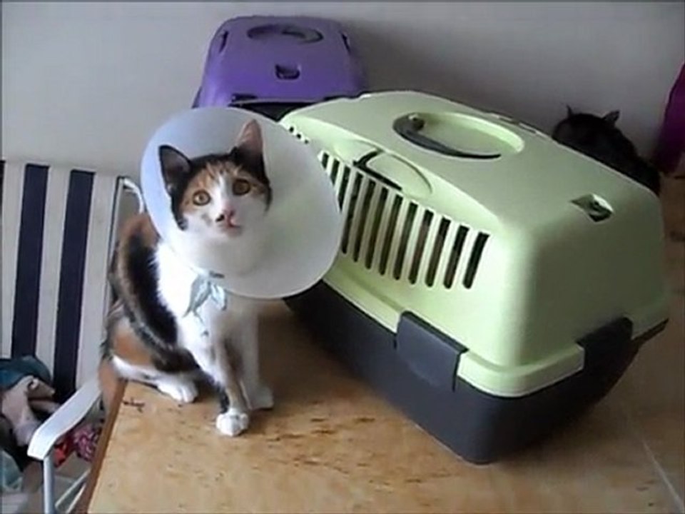 Cassandra et Princesse 6 jours apres leur stérilsation