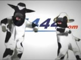 Best Mobile Marketing Company - Dancing Cows - Moo-bile Marketing - YouTube