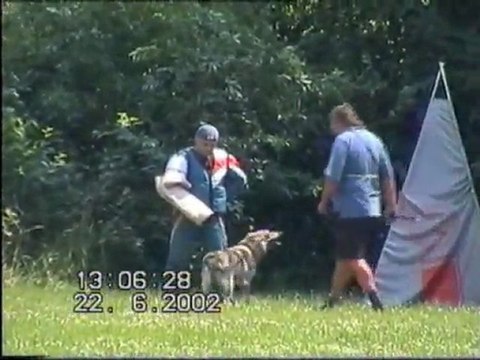 chien loup tchecoslovaque travail en RCI