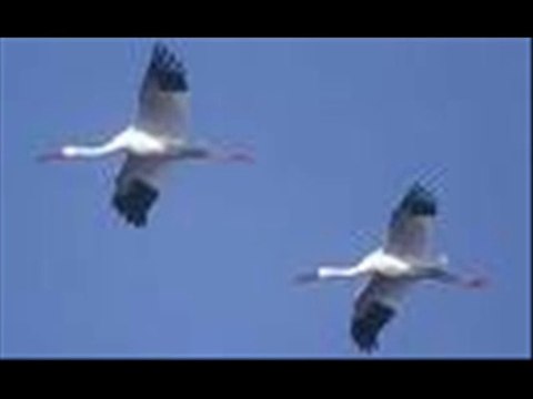 Muhsin Tozlu - Yeşil Başlı Telli Turnam - 14