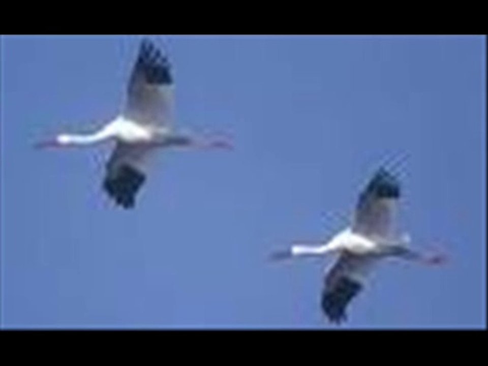 Muhsin Tozlu - Yeşil Başlı Telli Turnam - 14