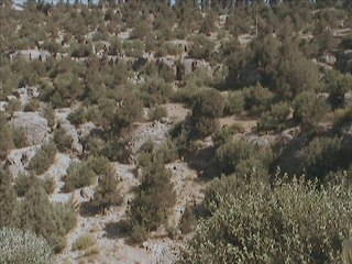 Muhsin Tozlu - Yeşil Ördek Gibi Daldım Göllere - 13