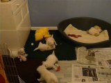 CHIOTS WESTIES A 6 SEMAINES ENTRAIN DE JOUER AU SEIN D'UN ELEVAGE FAMILIAL