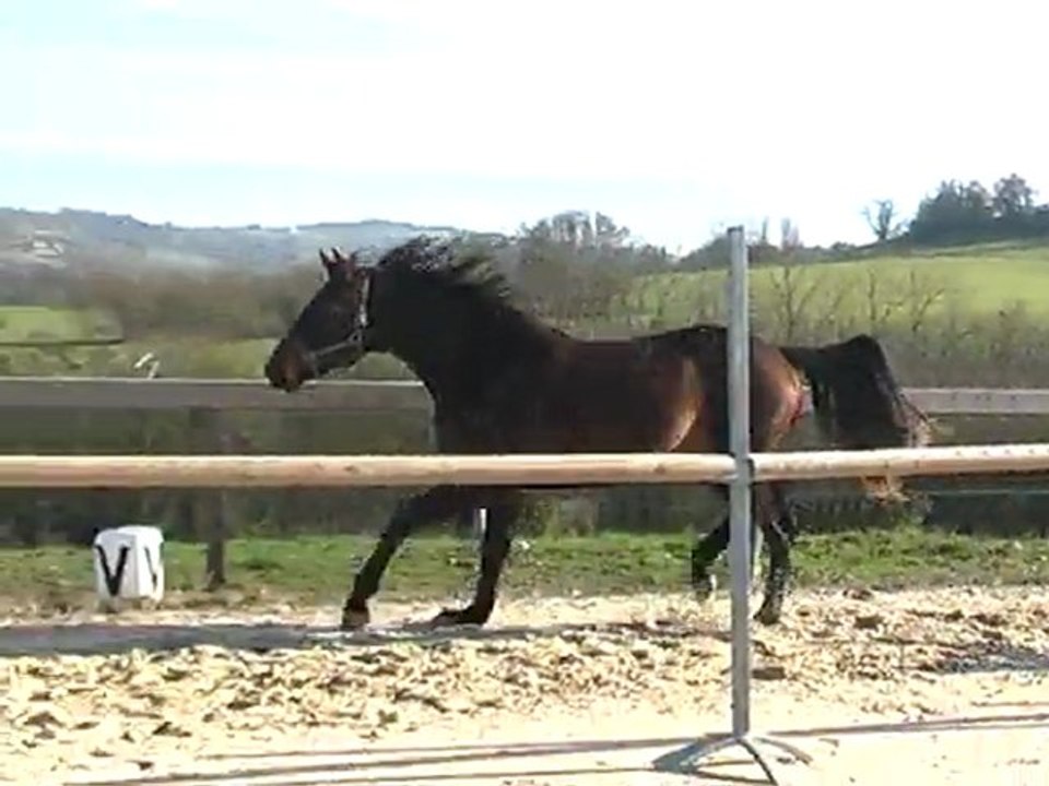 SAUT CHOUB CODE CHERCHEUR CRACK