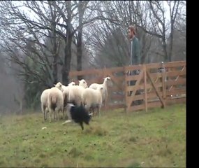 Le chien de troupeau