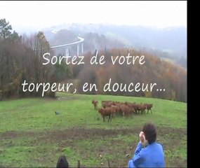 Sociabiliser des génisses