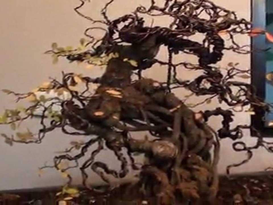 orme bonsai