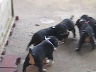 Portée novembre 2011 Ellana x Full Moon - Bébés à 4semaines