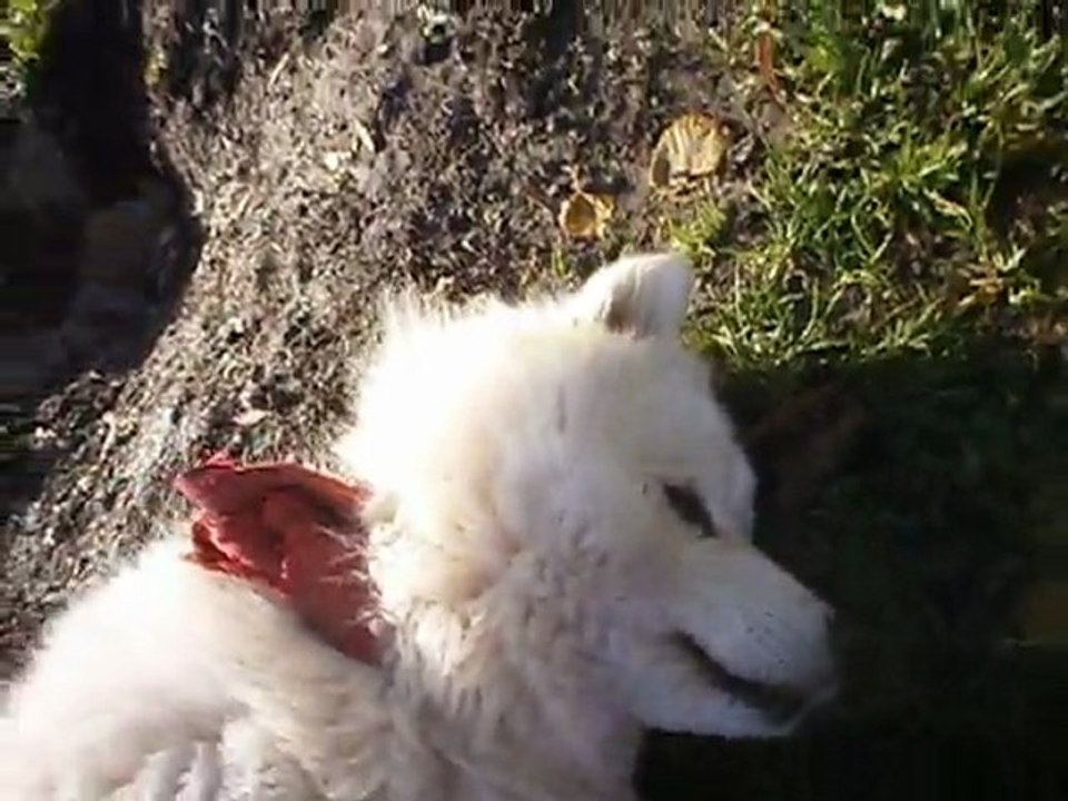 samoyede sieste