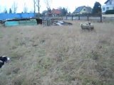 fly , border collie, en recherche de troupeau