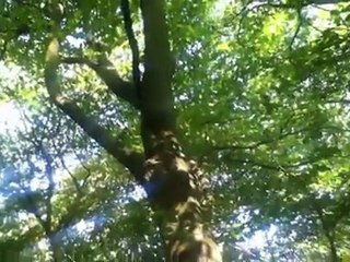 Fiction: "Clipped Wings"