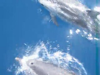 Safari Dauphins à Cannes