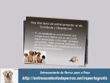 Adiestramiento Canino y Adiestramiento de Perros