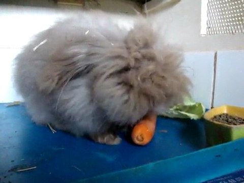 24_07 571 Pépito bélier angora nain teddy des pimpims teddy's du cabanon