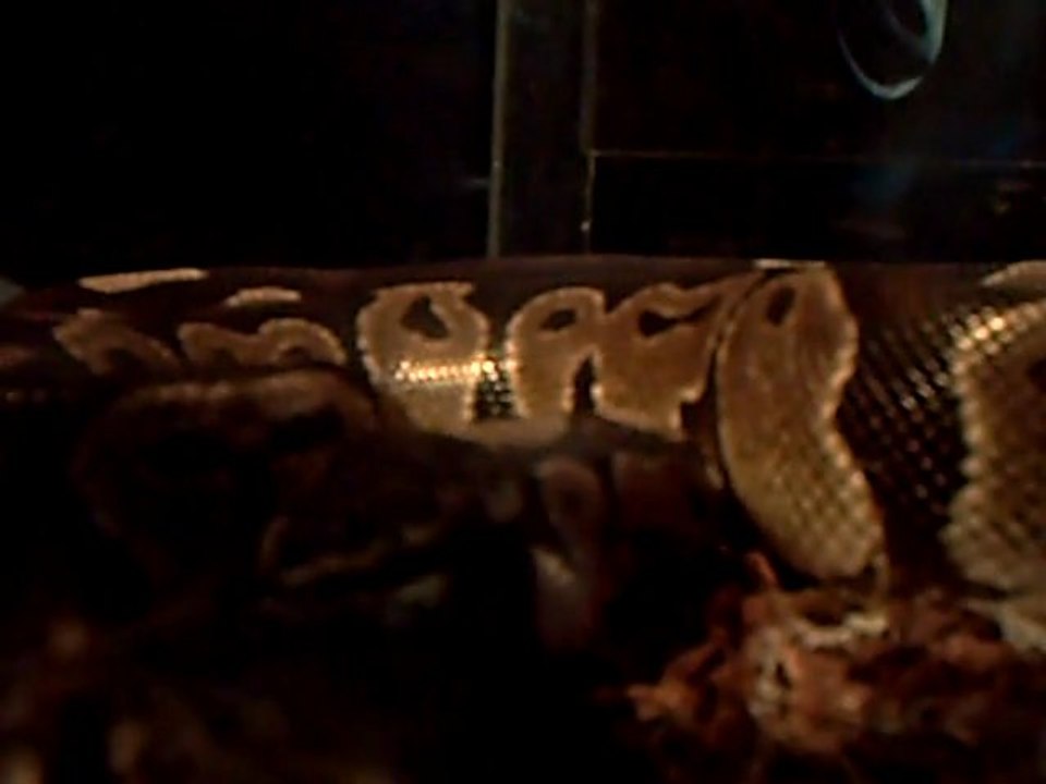 python vs gerbille