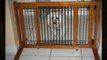 Expandable Dog and Pet Gate