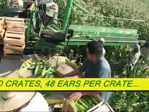 tarimdestek.net Mısır Darı Toplama ve Hasat Makinası