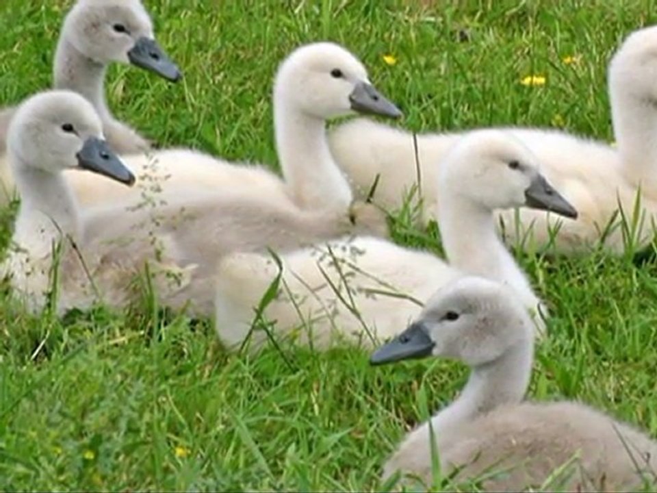 Cygnes