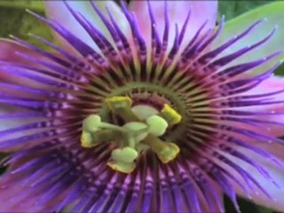 Blomsterforretning Oslo Sjøberg Blomster AS