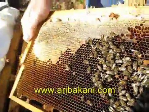 Anadolu arısı, arıcılık videosu