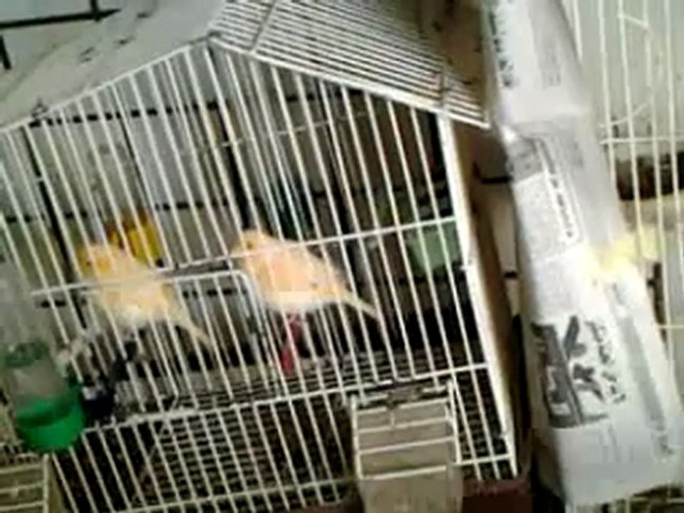mes canari