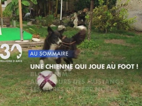 Sommaire émission 30 Millions d'Amis 18/12/2011