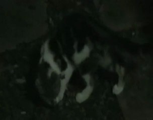 Wild Pussy Cats In Our Garden!