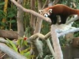 Cute Red Pandas at Australia Zoo