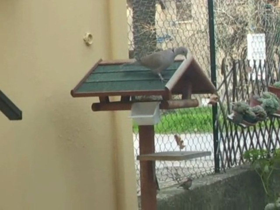 REPAS DU 13 DECEMBRE 2011 (oiseaux)