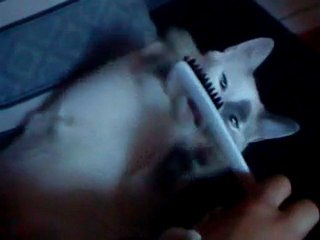 "Chat' brosse! Ça brosse!"