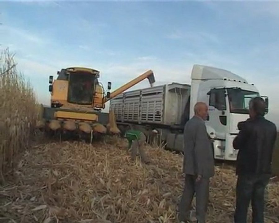 Mardin’de ikinci ürün zarar ettirdi.