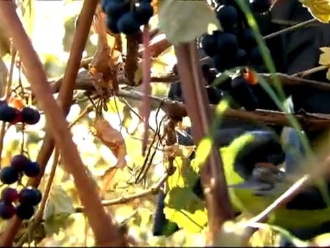 L'épicerie - Les vins du Québec