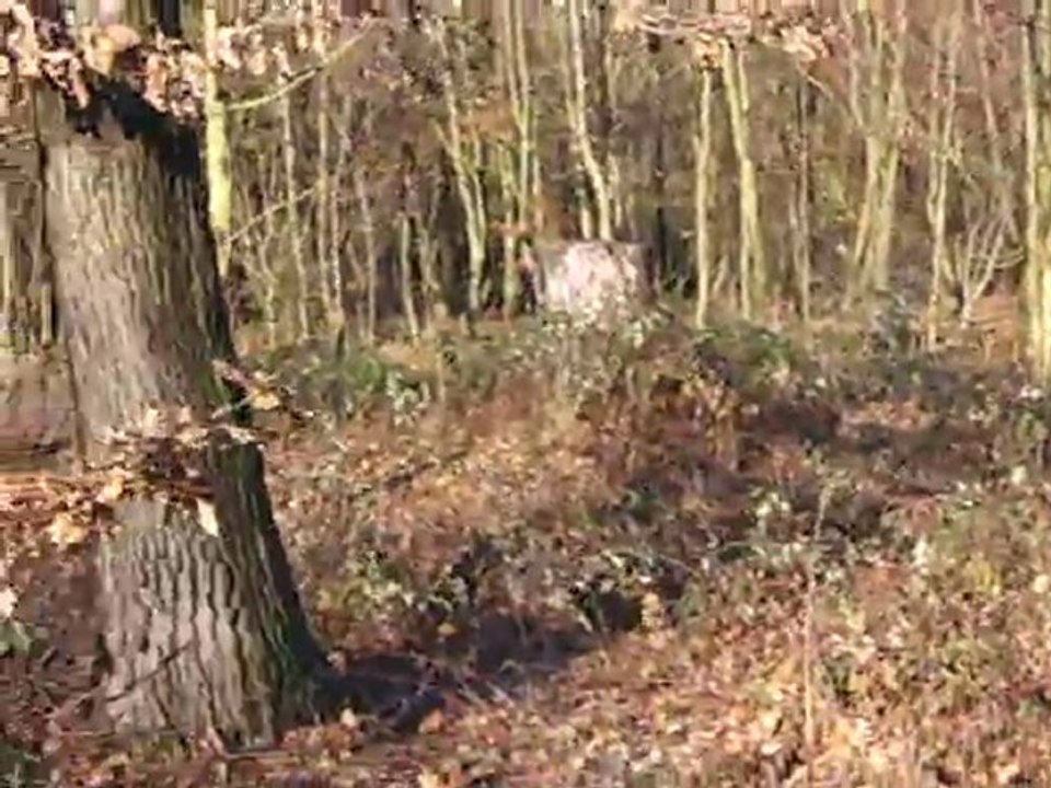 Le "Lapin" en liberté