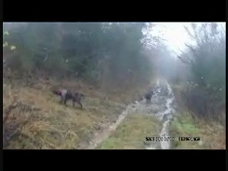 CHASSE A LA BECASSE