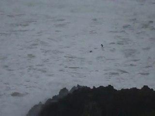 trop forts les goélands