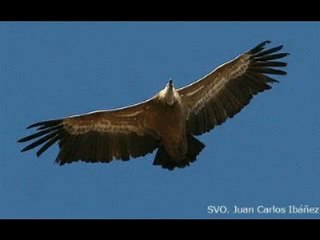 Los molinos de viento y otra alternativa para protección de aves y ambiente